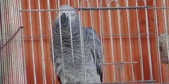 Böyle Papağan Görülmedi