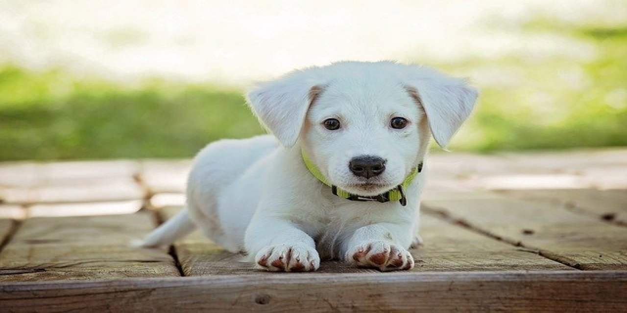 Doktora ‘Köpeğe İlaç Yazmadığı İçin’ Soruşturma Açıldı !!!
