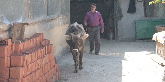 Yeni Köylerinde Ahır Olmayınca, Buzağılarına Evlerinde Bakıyorlar