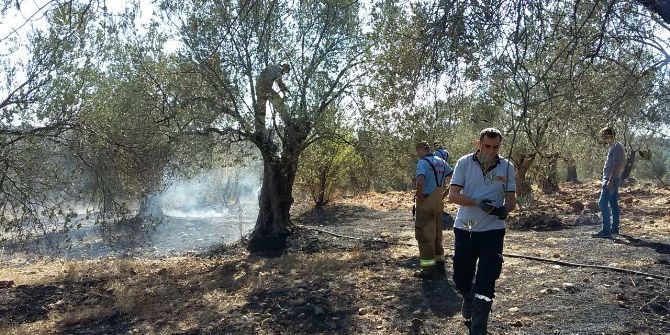 Ayvalık’ta Zeytinlikte Yangın