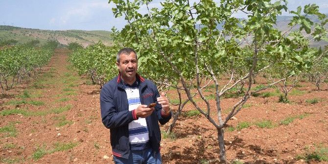 Fıstıkta Budama Çalışmaları Başlatıldı