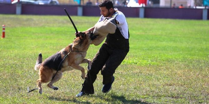 Alman Çoban Köpekleri Sokak Hayvanları İçin Yarıştı