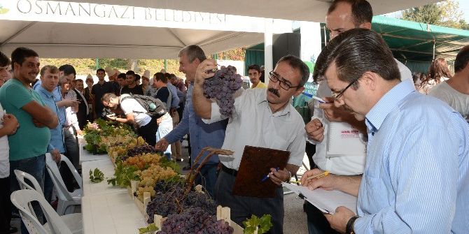 Bursa’da Üzümler Görücüye Çıktı
