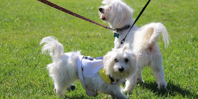 Köpeklerin Güzellik Yarışması Renkli Görüntülere Sahne Oldu