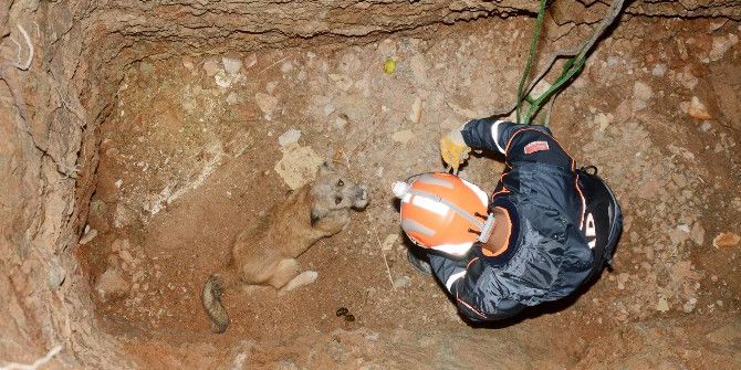 Kuyuya Düşen Köpek Afad Ekiplerince Kurtarıldı