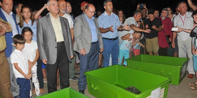 Dekamer’de Tedavileri Tamamlanan Deniz Kaplumbağaları Denize Bırakıldı