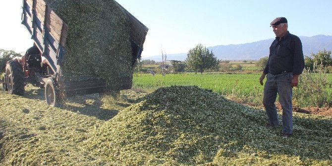 Aydın’daki Yetiştiriciler Slaja Yöneldi, İl Genelinde Slaj Telaşı Başladı