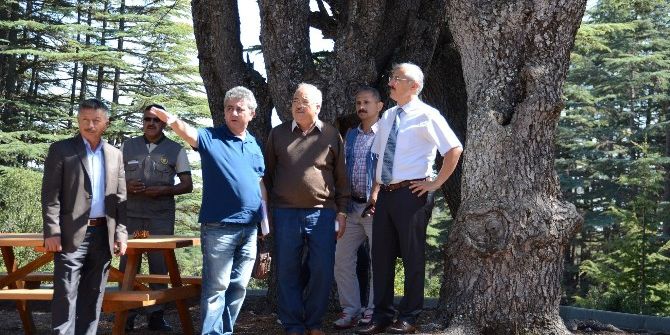 Erdemli Kargagediği Mesire Alanı’nın Yapımında Sona Gelindi