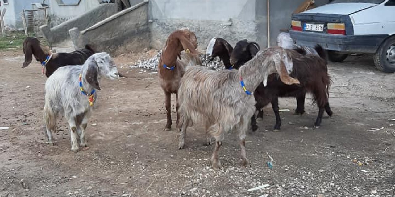 Akçakale Akbilek Köyü