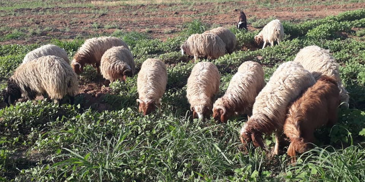 Akçakale Alatlar Köyü