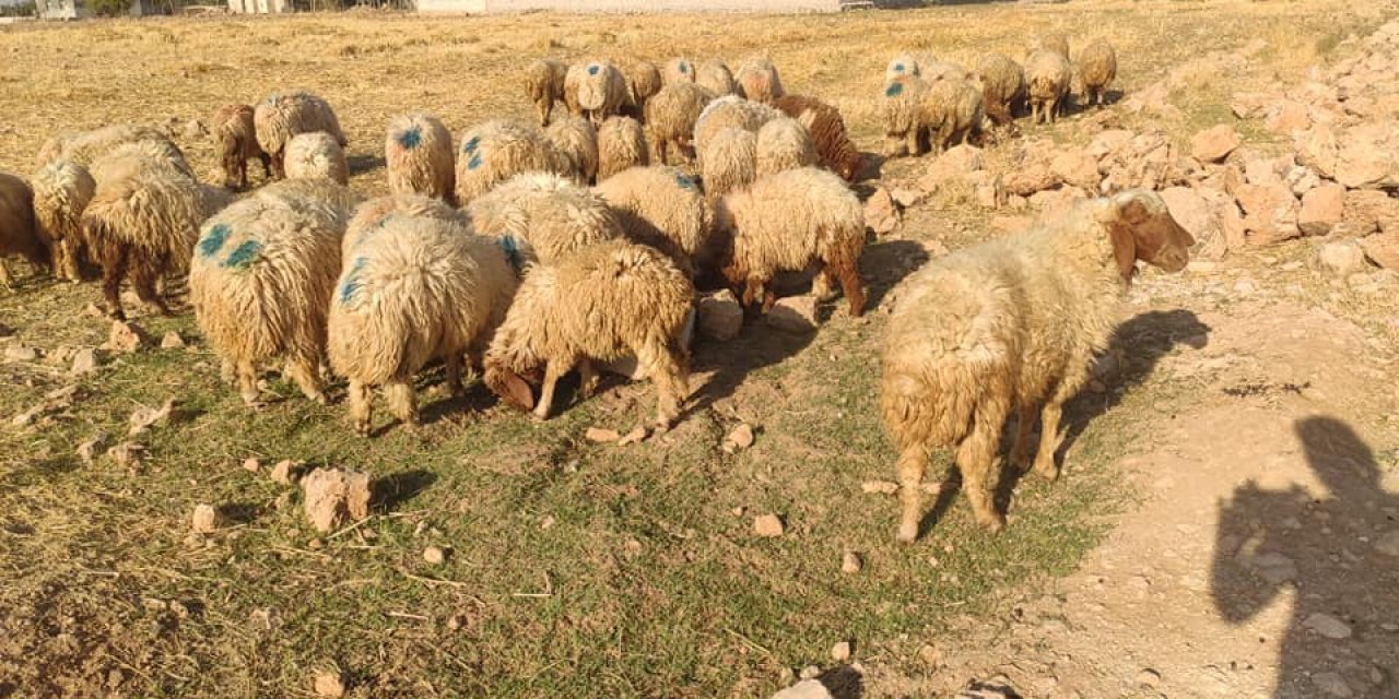 Akçakale Cevher Köyü