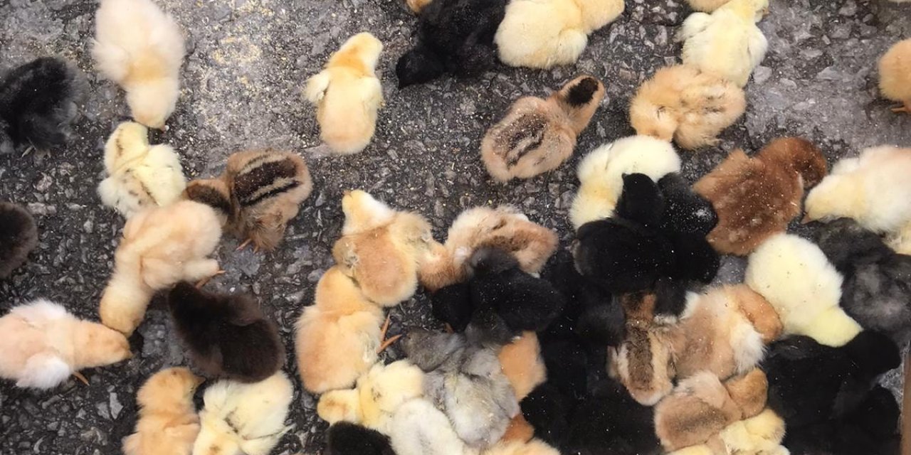 Akçakale Düzce Köyü