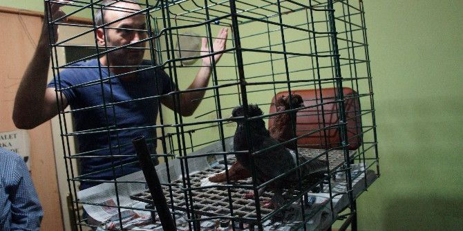 Lapseki Güvercin Severler Derneği Mezadını Yaptı