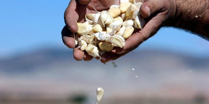 Taşköprü’nün Beyaz Altınına Araban Rakibi