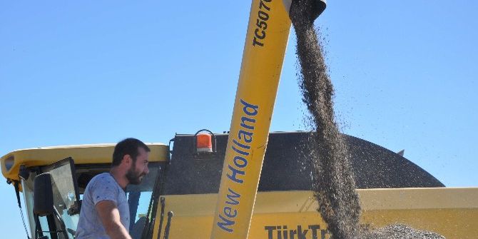 Muş’ta Ayçiçeği Hasadı Başladı