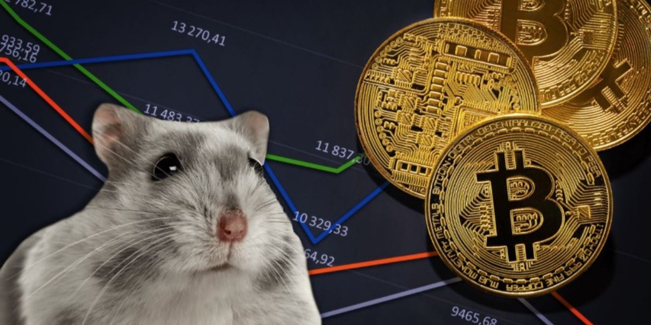 Hamster Coin