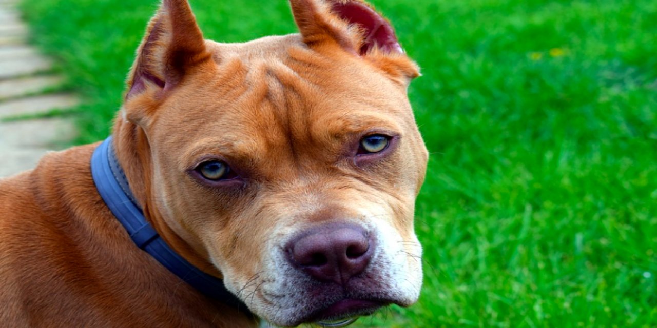 Pitbull Saldırısında Ne Yapmalı ? (hayvanları Koruma Kanunu Güncellenmeli)