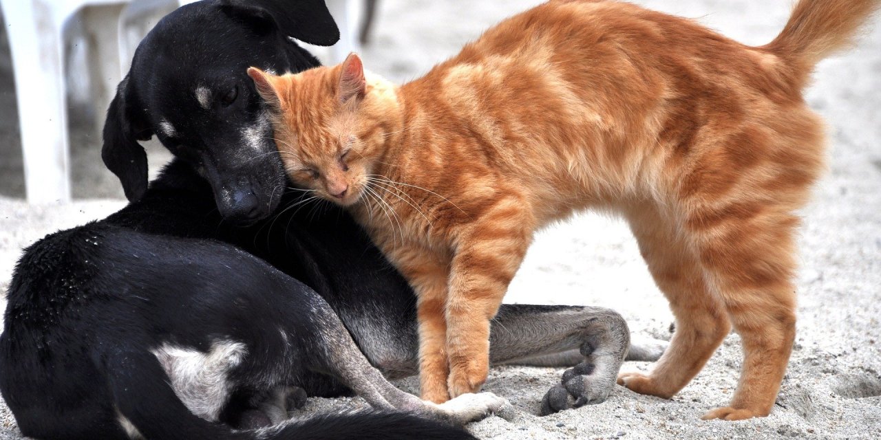 Kedi Ve Köpek Fobisi Yenilebilir Mi ?