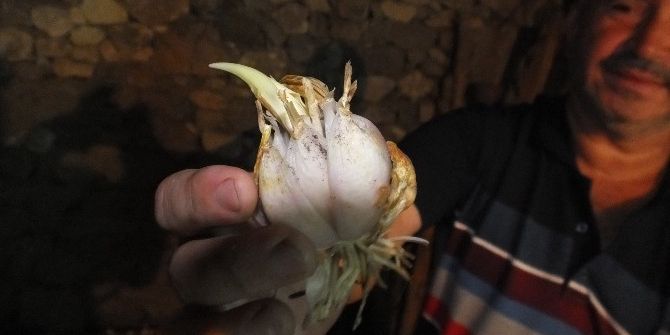 Zambak Çiftçinin Umudu Oldu