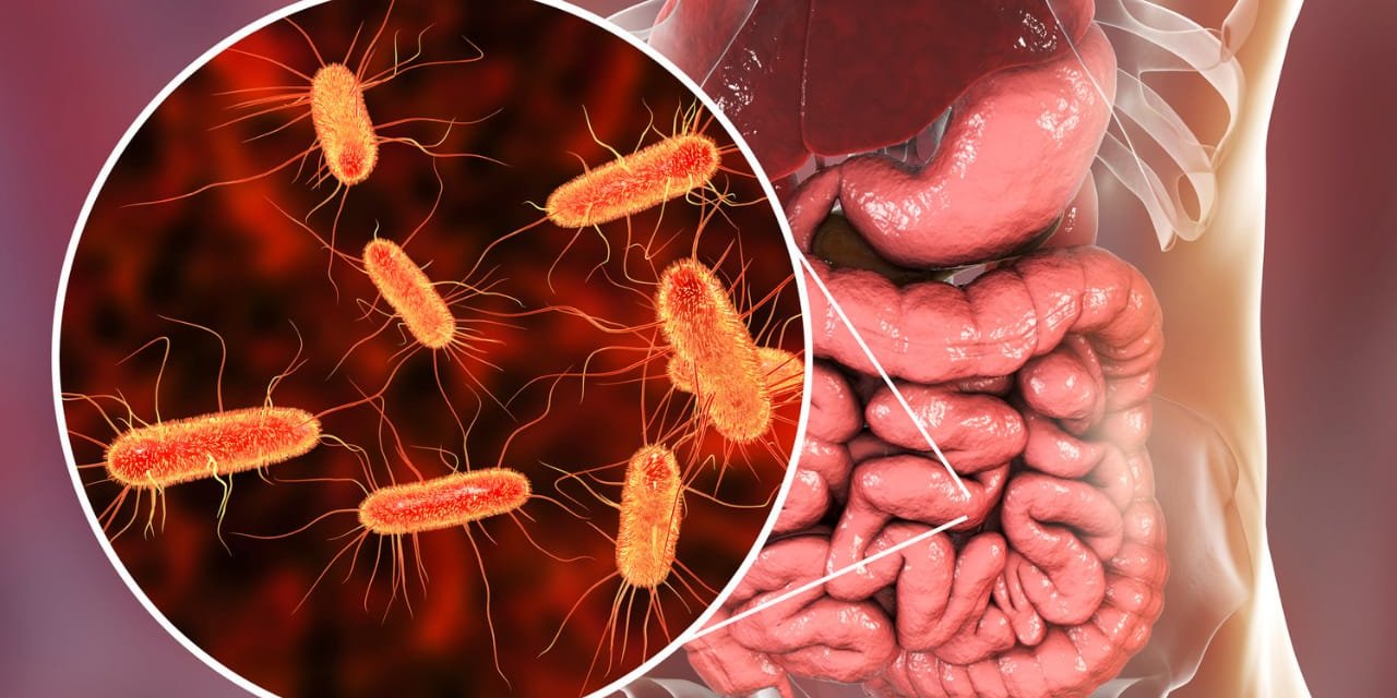 Mikrobiyota Nedir ?