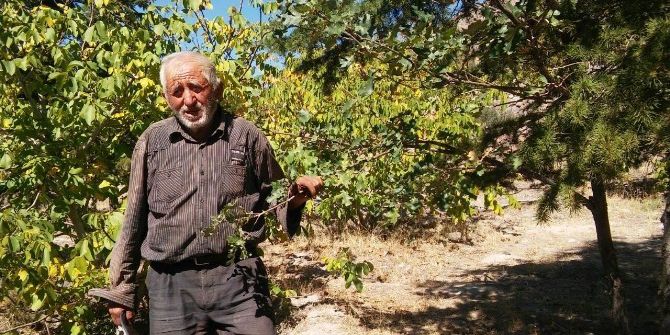 Kendi Kurduğu Ormanın Satılmasını İstemiyor