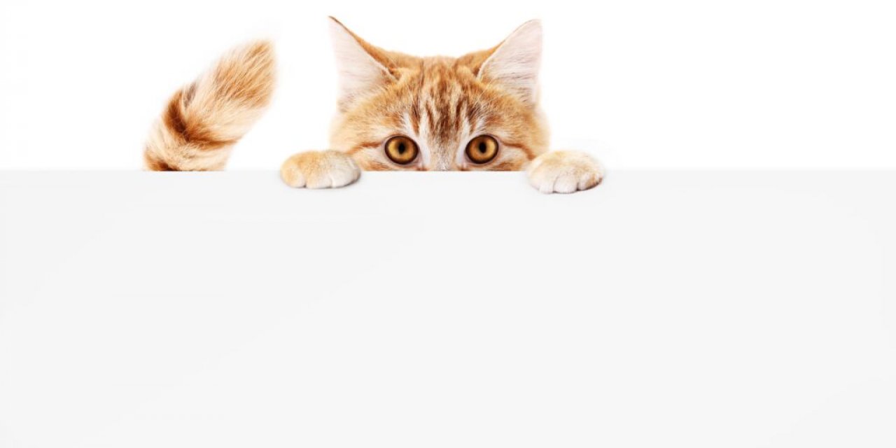 Kedi Otizm, Hak Ve Eşitlik İçin Yola Çıktı