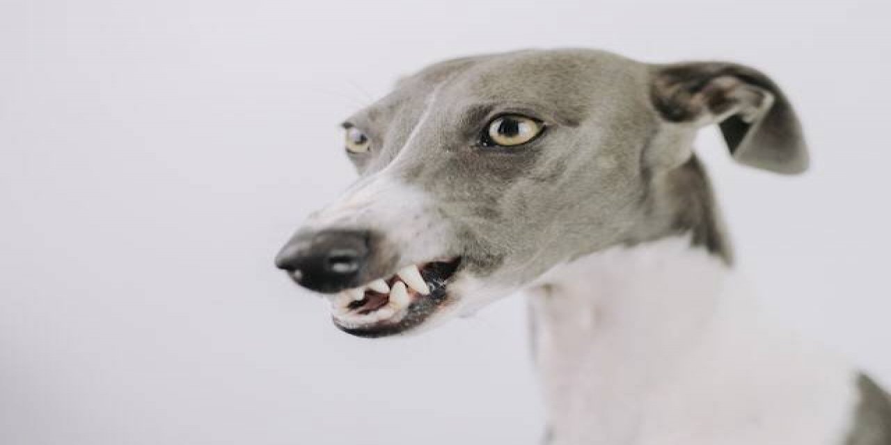 Kuduz Aşısı Krizi Korkutuyor !