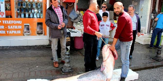 183 Santim Uzunluğunda Ve 152 Kiloluk Dev Yayın Balığı