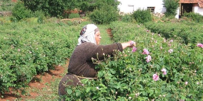 Isparta’da Gül Çiçeği Alım Fiyatı Belli Oldu