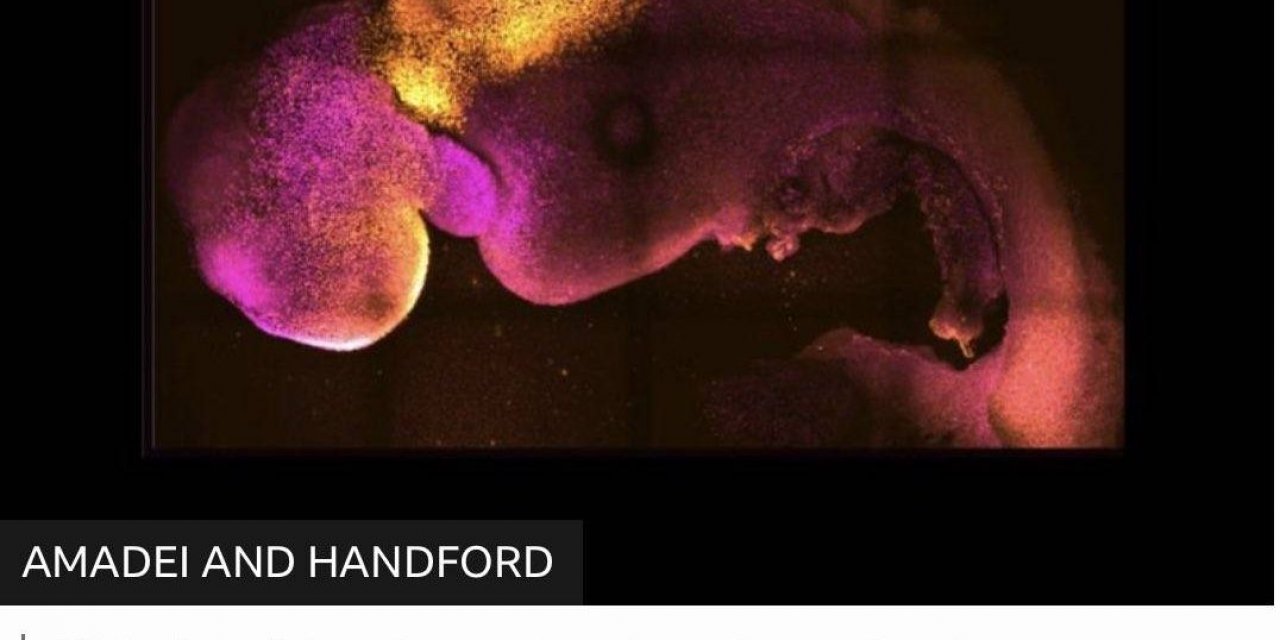 Sperm Ve Yumurta Olmadan Sentetik İnsan Embriyosu Üretildi