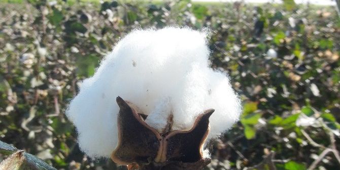 Pamuk Üreticileri De İşçiler De Dertli