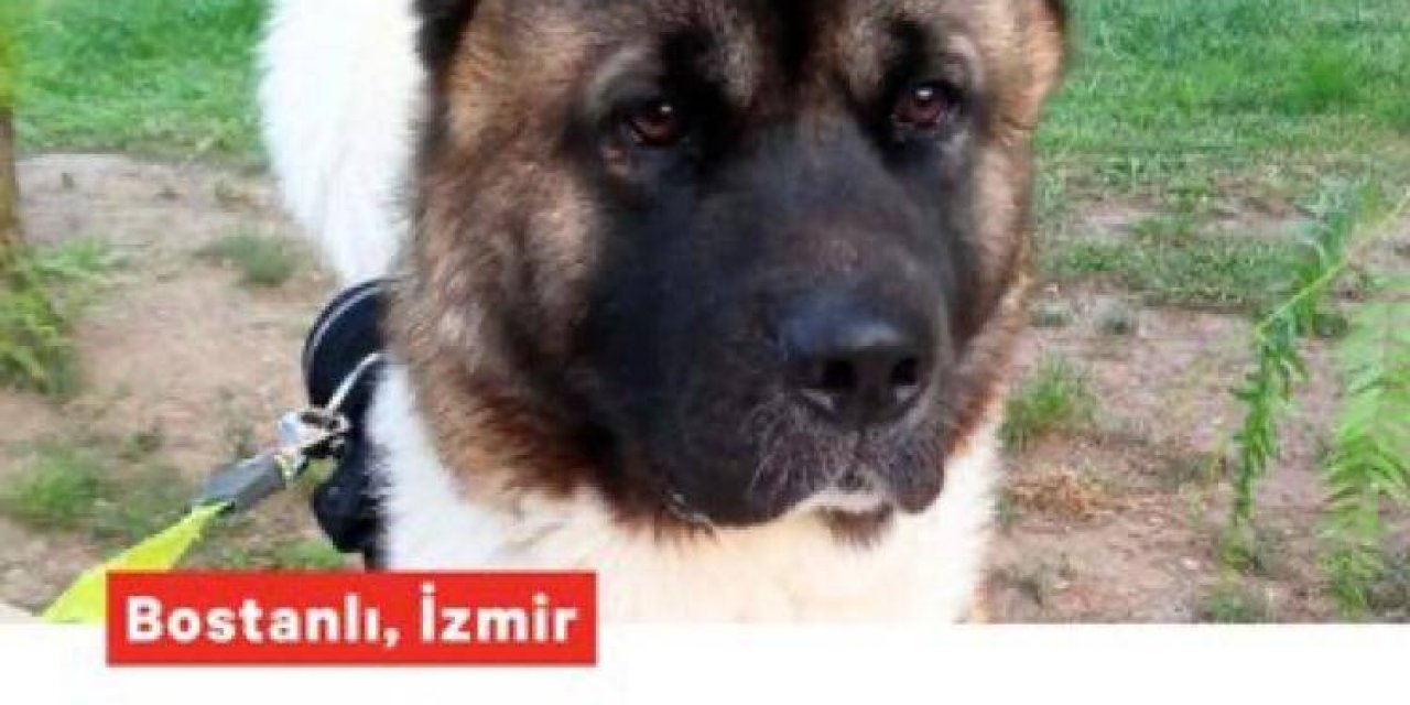 Doç. Dr. Hakan Yurdanur: Hayvan Saldırıları Politiktir!