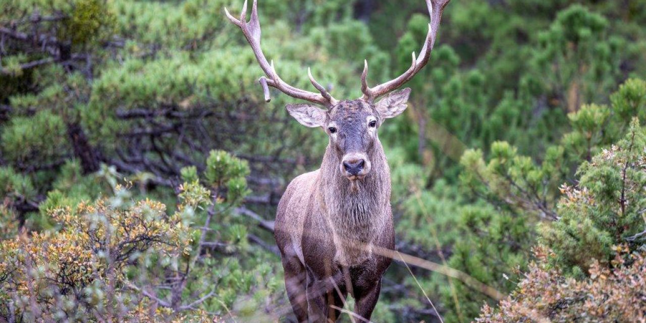 Doğanyurt Köyü’nde Yapılacak Kalker Ocağı Projesi Durduruldu