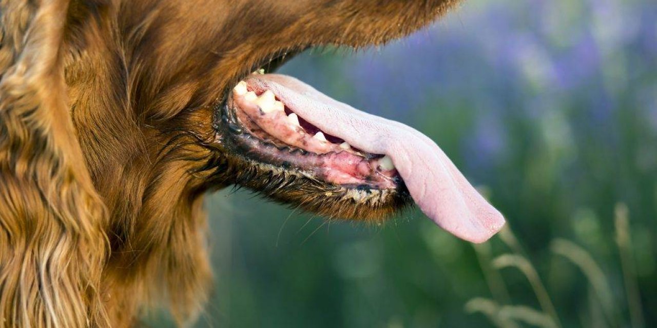 Kuduz Riski Taşıyan Hayvanlara Dikkat!