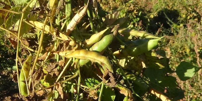 İspir Fasulyesinin Lezzetinin Sırrı