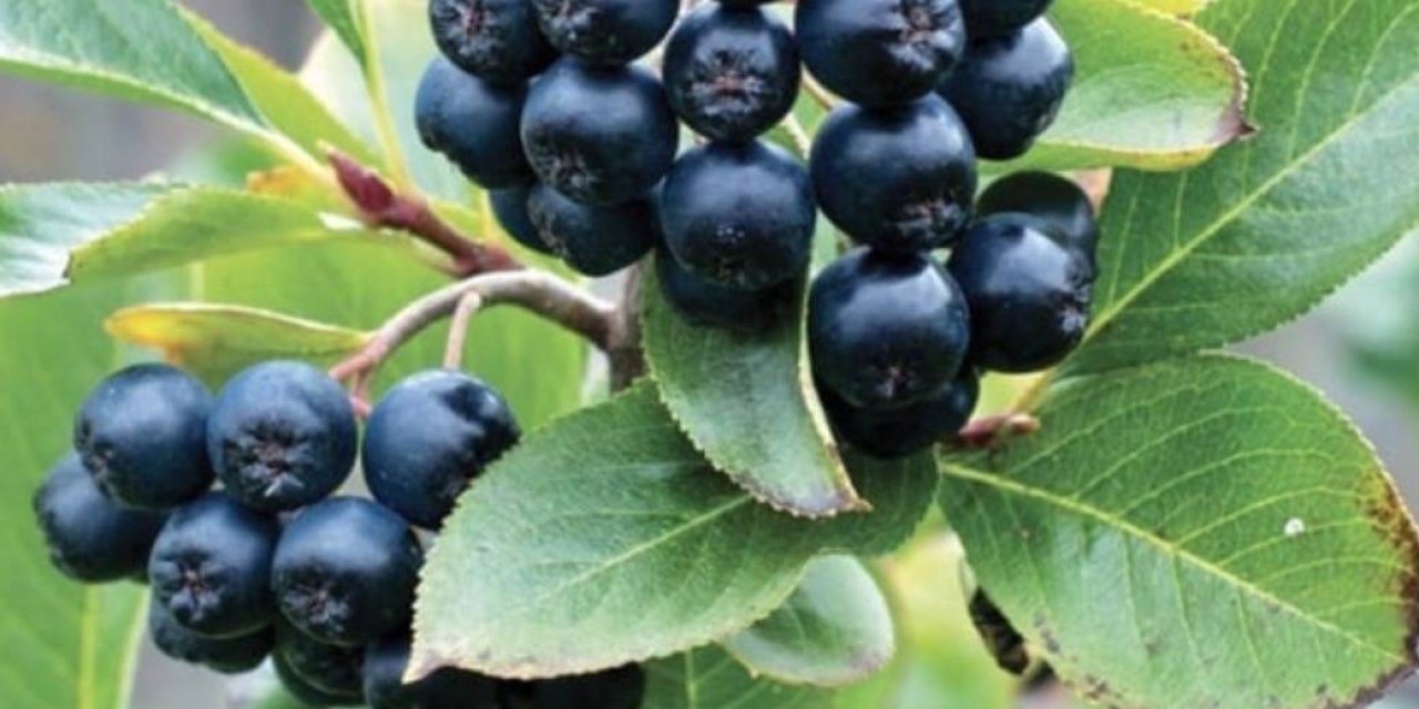 Soğuk Algınlığına Karşı Aronya Mücizesi