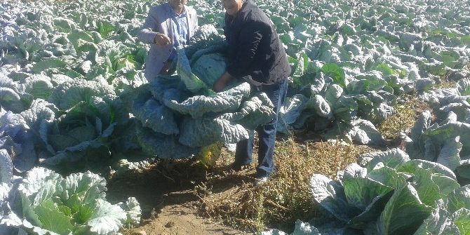 Ağrı’da Lahana Hasadı Başladı