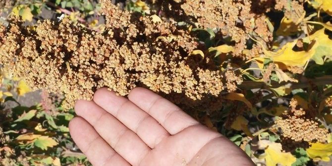 Ağrı’da Kinoa Hasadı Yüz Güldürdü