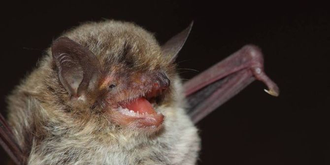 Hatay’da Nesli Tükenme Tehlikesinde Olan 3 Yarasa Türüne Rastlandı