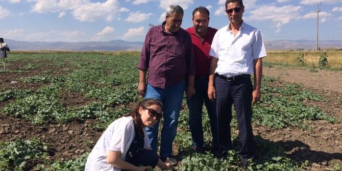 Ağrı’da Yılın İlk Kavun Hasadı Yapıldı