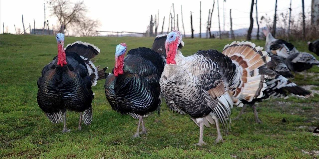 Hindi Eti Mutlu Ediyor!