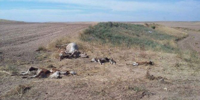 1 İnek 9 Buzağı Boğazı Kesilerek Öldürüldü