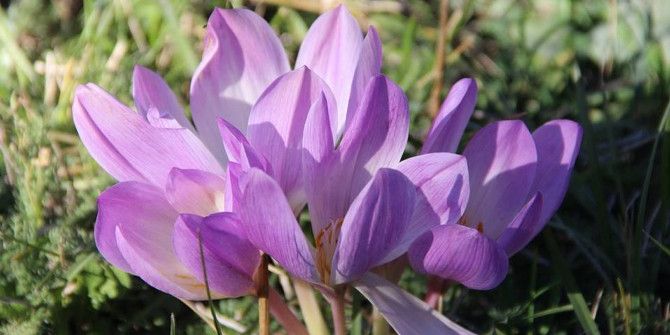 Erzurum’da Kar Çiçekleri Açtı