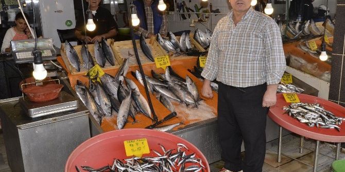 Balık Tezgahlarının Gözdesi Palamut