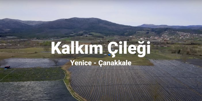Kalkım Çileği| Şehirden Köye Uzanan Bir Başarı Hikayesi!