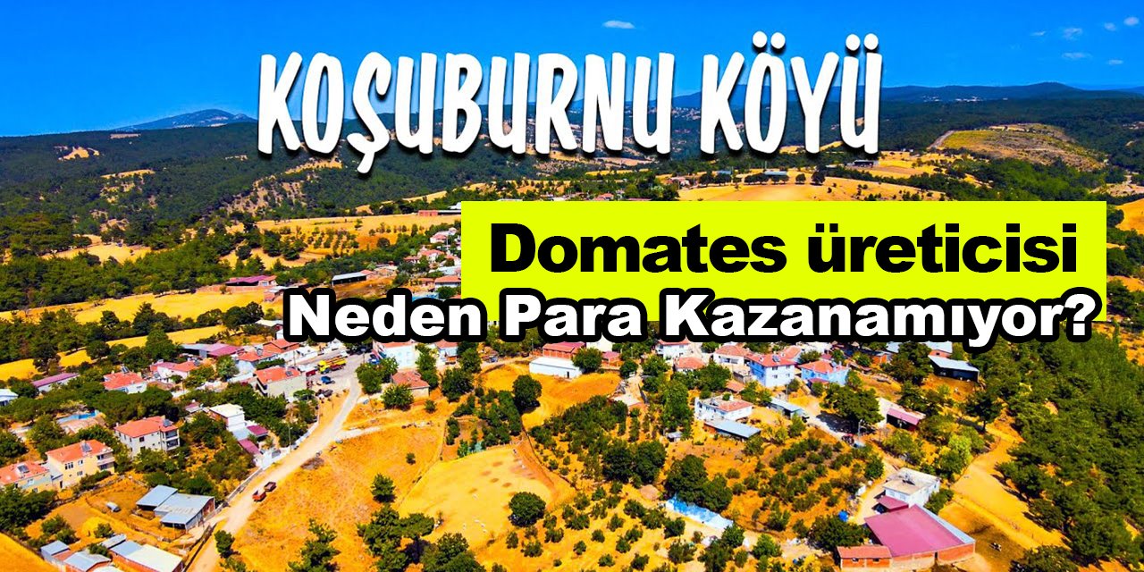 Domates Üreticisi Neden Para Kazanamıyor? Çanakkale Koşuburnu Köyü