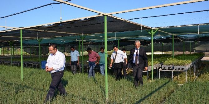 Mersin’de Endüstriyel Ağaçlandırmada 2017 Hedefi 172 Bin Fidan