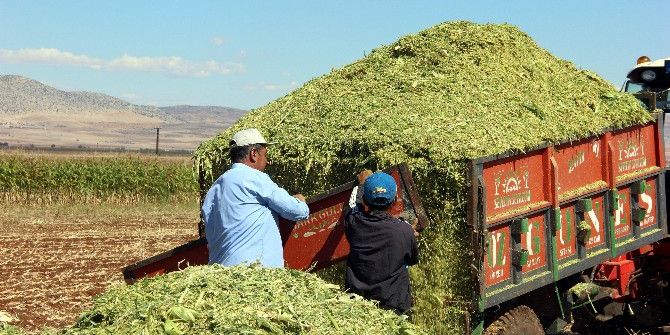 Kurak Geçen Yaz Dönemine Rağmen Silajlık Mısır Hasadındaki Bereket Çiftçiyi Sevindirdi