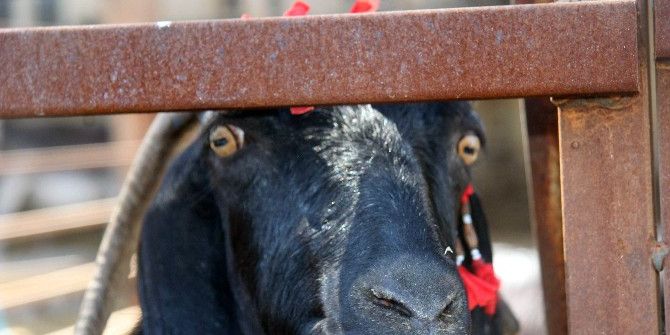 Genç Çiftçilere Kilis Keçisi Dağıtımı Yapıldı