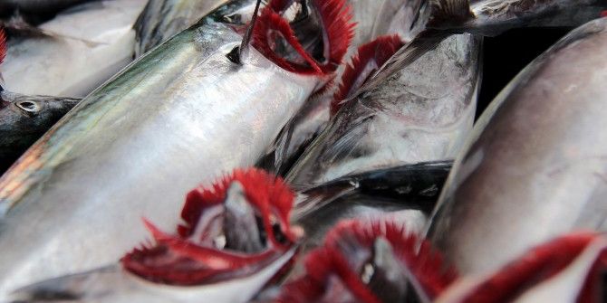 Kiloluk Palamutlar 6-7 Lira